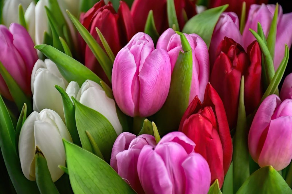 tulips, flowers, bouquet